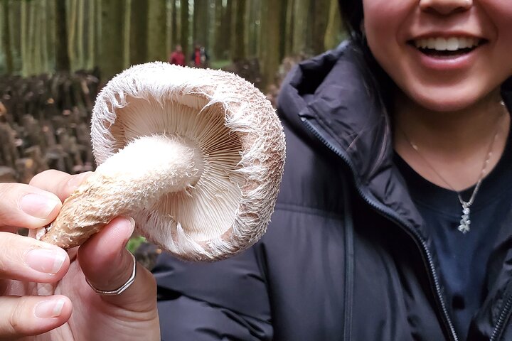 Oita: Shiitake Mushroom Farm Tour & Tasting