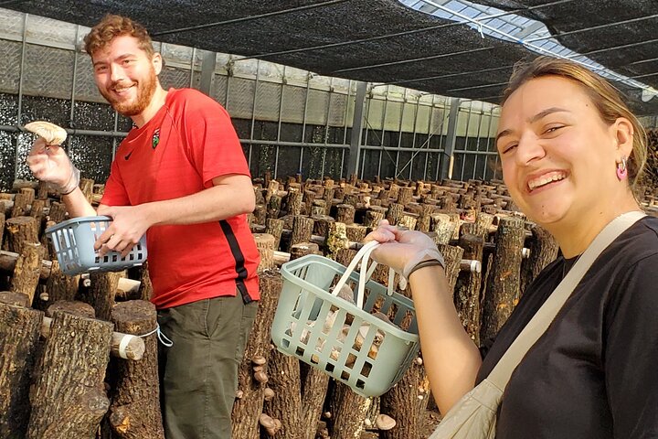 Oita: Shiitake Mushroom Farm Tour & Tasting