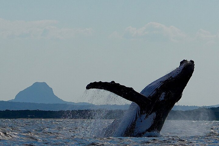 A UNIQUE Whalesongsnoosa Whale watching experience in noosa qld