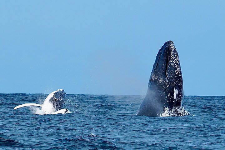 A UNIQUE Whalesongsnoosa Whale watching experience in noosa qld
