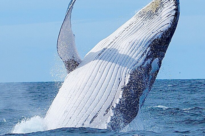 A UNIQUE Whalesongsnoosa Whale watching experience in noosa qld