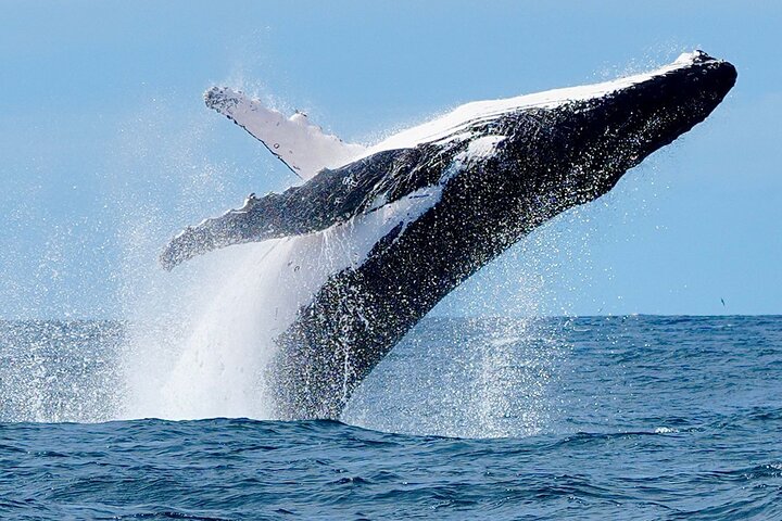 A UNIQUE Whalesongsnoosa Whale watching experience in noosa qld
