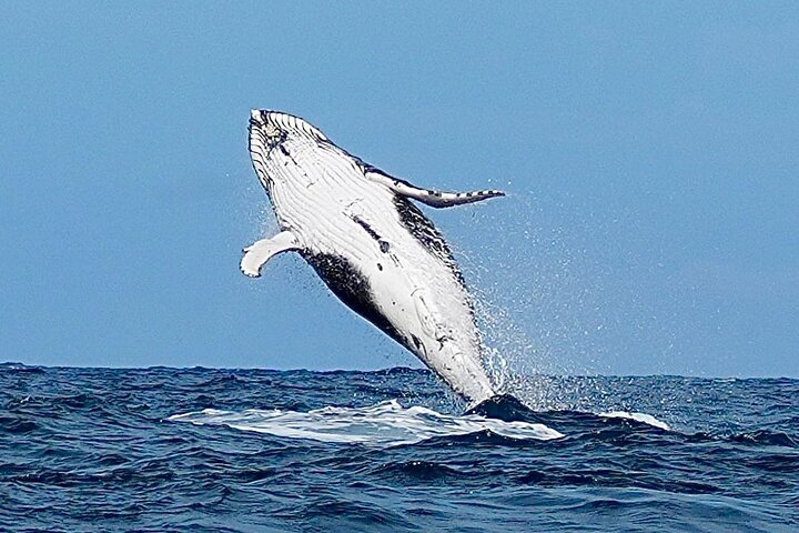 A UNIQUE Whalesongsnoosa Whale watching experience in noosa qld