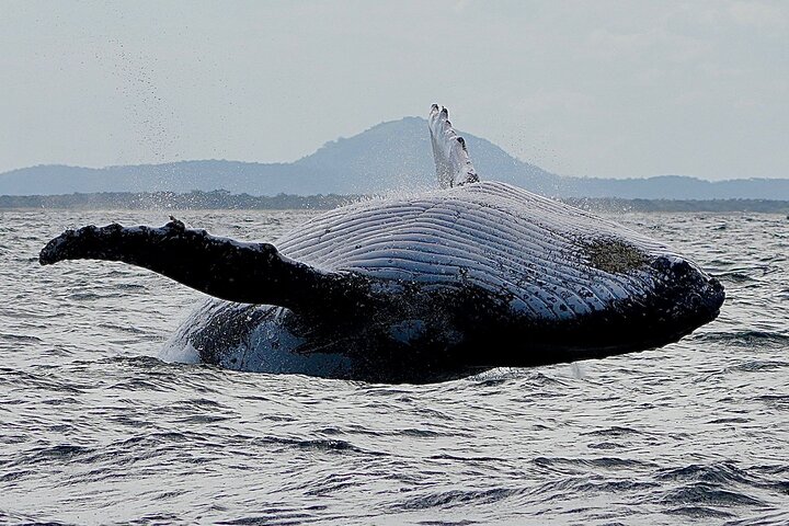 A UNIQUE Whalesongsnoosa Whale watching experience in noosa qld