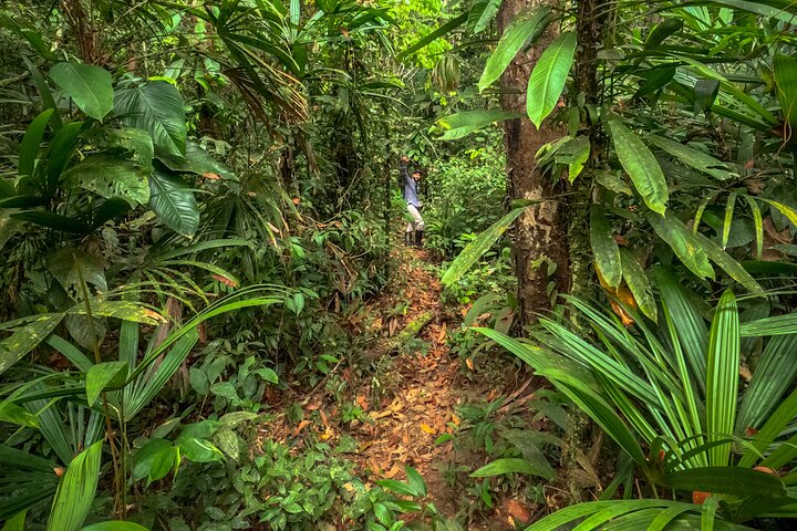 4 Days Deep Jungle Experience