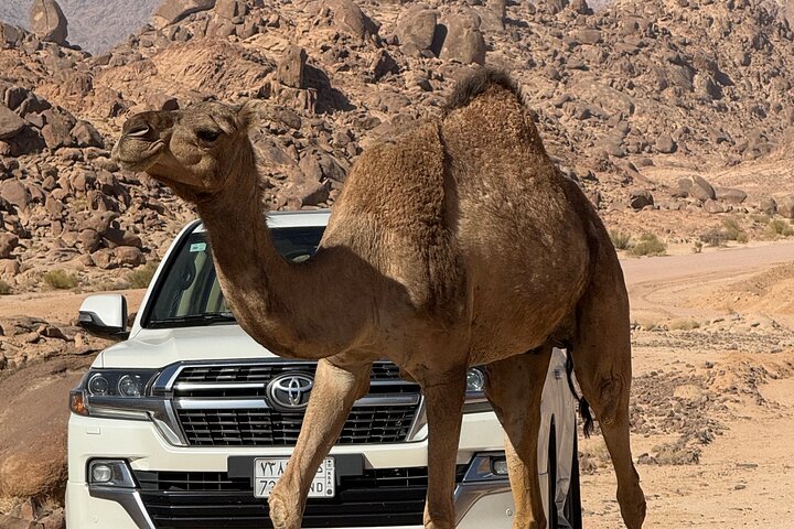 Full-Day Tour from Tabuk: Split Rock of Horeb & Mount Sinai