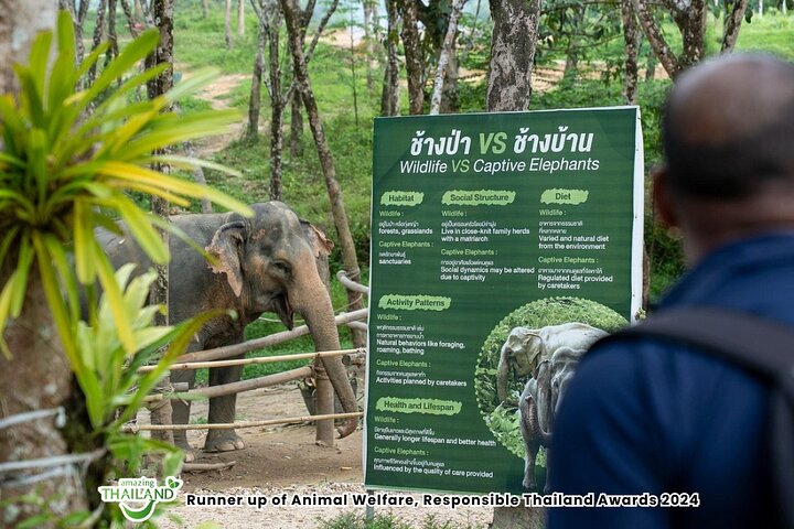 Khao Lak Elephant Sanctuary Walk with Hotel Transfer – 2 Hours