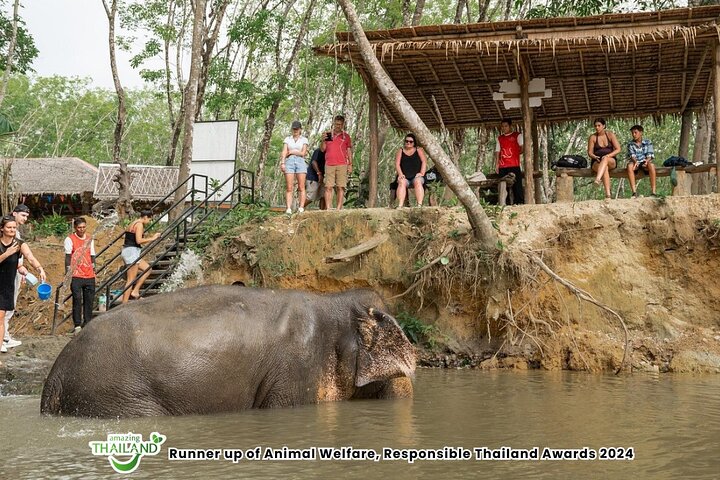 Khao Lak Elephant Sanctuary Walk with Hotel Transfer – 2 Hours