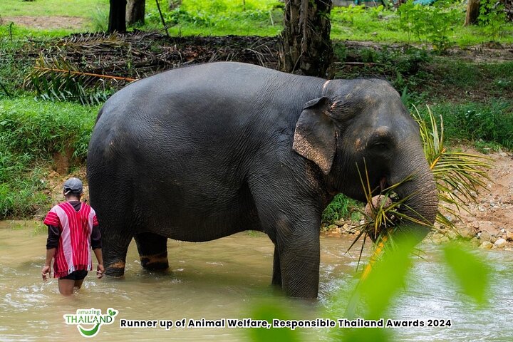 Khao Lak Elephant Sanctuary Walk with Hotel Transfer – 2 Hours