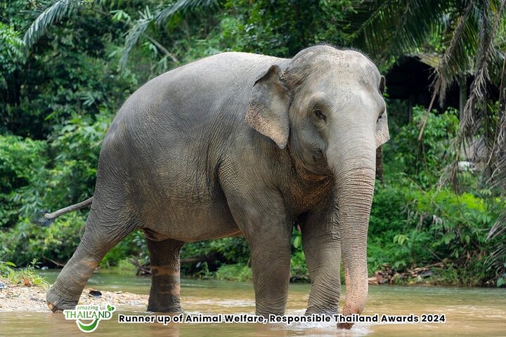 Khao Lak Elephant Sanctuary Walk with Hotel Transfer – 2 Hours