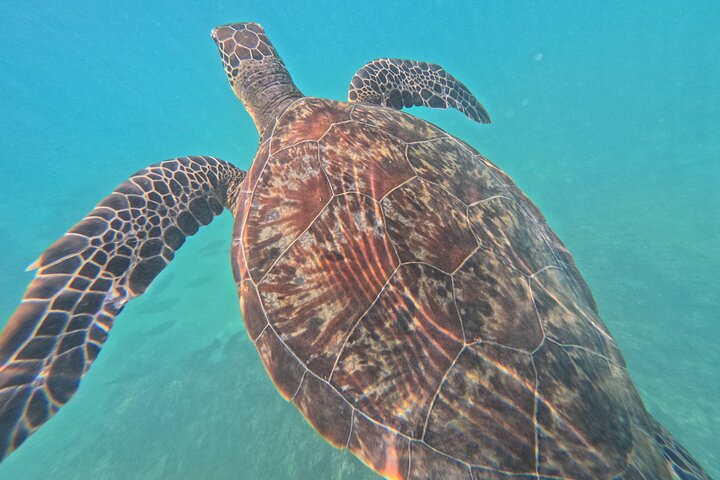 Daymaniyat Islands - Turtle Snorkel & Kayak Adventure