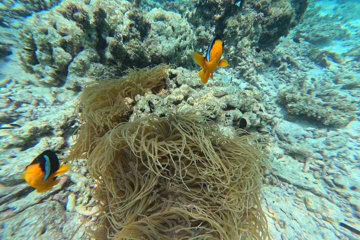 Daymaniyat Islands - Turtle Snorkel & Kayak Adventure