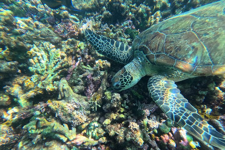Daymaniyat Islands - Turtle Snorkel & Kayak Adventure