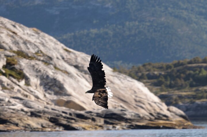 Zodiac Experience Saltstraumen and Eagle Safari