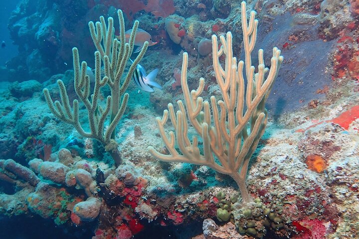 Anguilla Based:Scheduled 2-Tank Dive (Certified Divers)