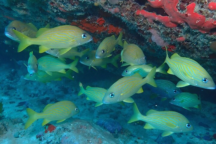 Anguilla Based:Scheduled 2-Tank Dive (Certified Divers)