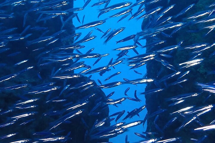 Anguilla Based:Scheduled 2-Tank Dive (Certified Divers)
