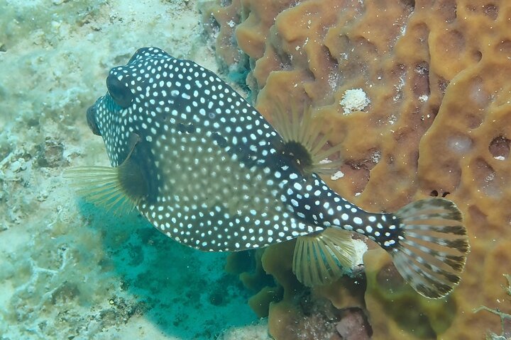 Anguilla Based:Scheduled 2-Tank Dive (Certified Divers)