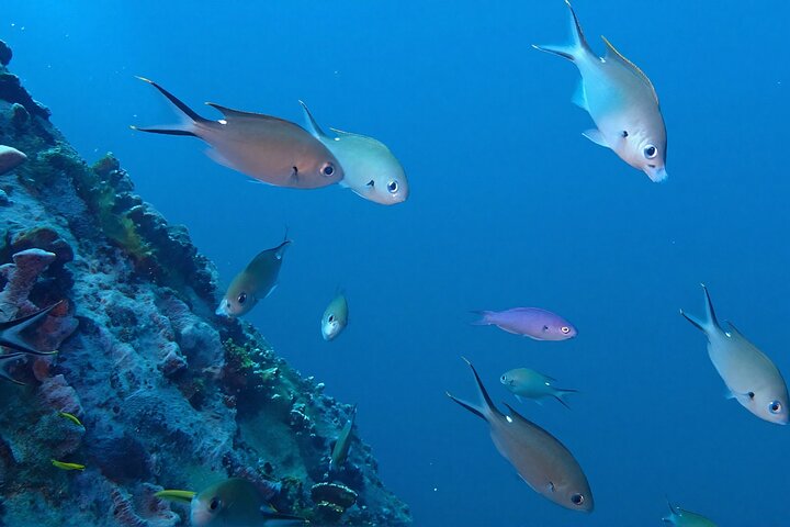 Anguilla Based:Scheduled 2-Tank Dive (Certified Divers)