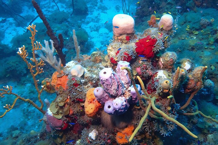 Anguilla Based:Scheduled 2-Tank Dive (Certified Divers)