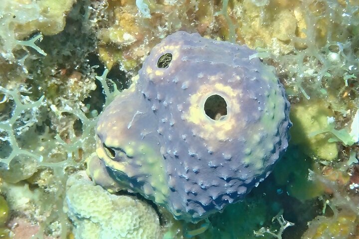 Anguilla Based: PADI Discover Scuba (Introductory Dive)