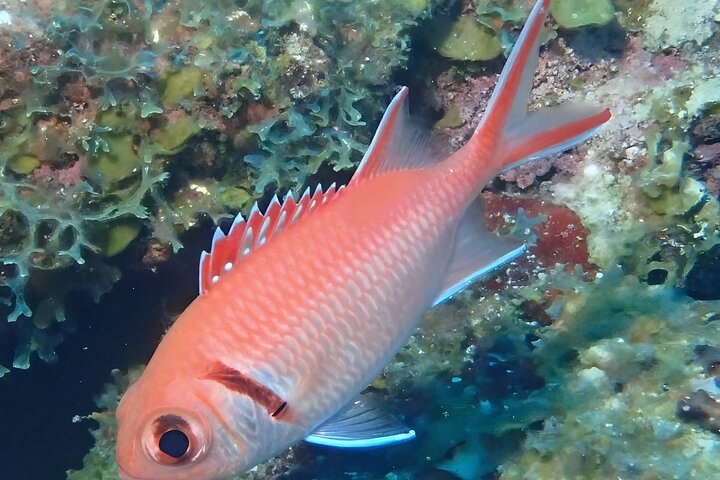 Anguilla Based: PADI Discover Scuba (Introductory Dive)