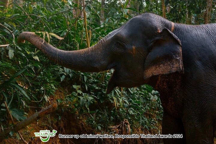 Khao Lak Ethical Elephant Sanctuary Full-Day Small Group Tour
