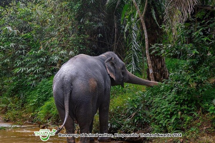 Khao Lak Ethical Elephant Sanctuary Full-Day Small Group Tour