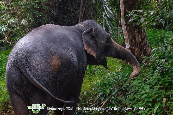 Khao Lak Ethical Elephant Sanctuary Full-Day Small Group Tour