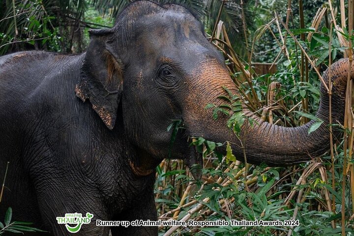 Khao Lak Ethical Elephant Sanctuary Full-Day Small Group Tour