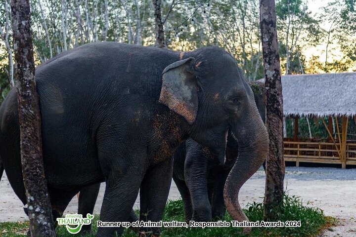 Khao Lak Ethical Elephant Sanctuary Full-Day Small Group Tour