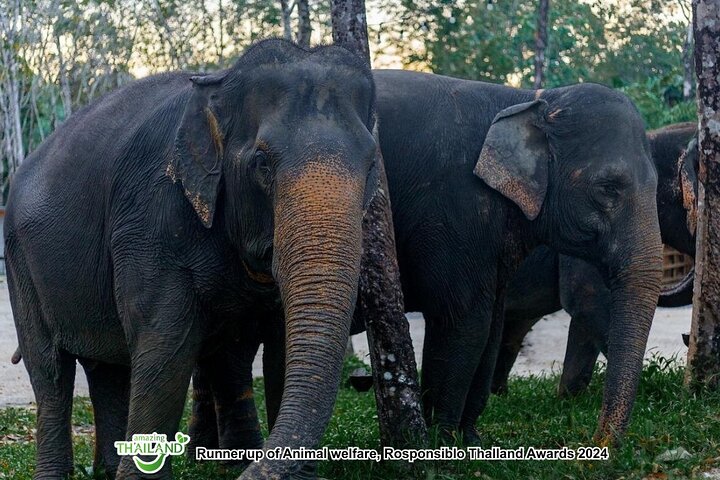Khao Lak Ethical Elephant Sanctuary Full-Day Small Group Tour