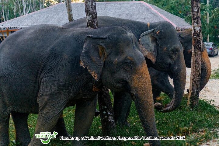Khao Lak Ethical Elephant Sanctuary Full-Day Small Group Tour