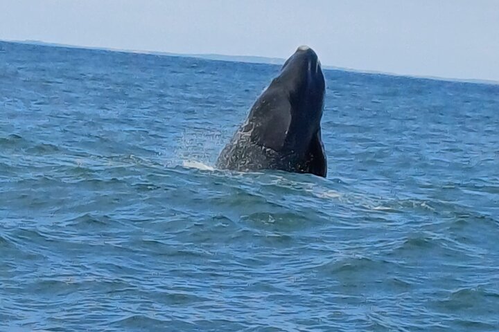 Cape Town Whale Watching Activity in Hermanus