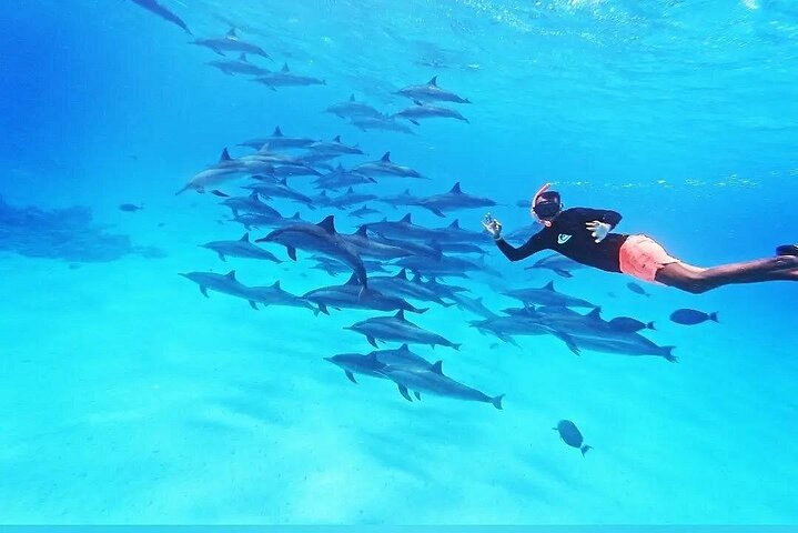 Dolphin House Sataya Reef Snorkeling Cruise from Marsa Alam