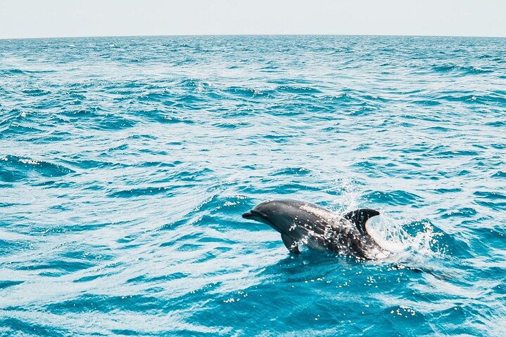 Dolphin House Sataya Reef Snorkeling Cruise from Marsa Alam