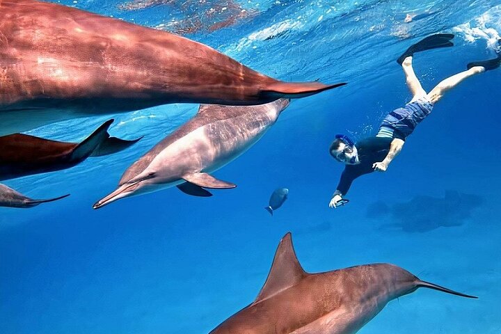 Dolphin House Sataya Reef Snorkeling Cruise from Marsa Alam