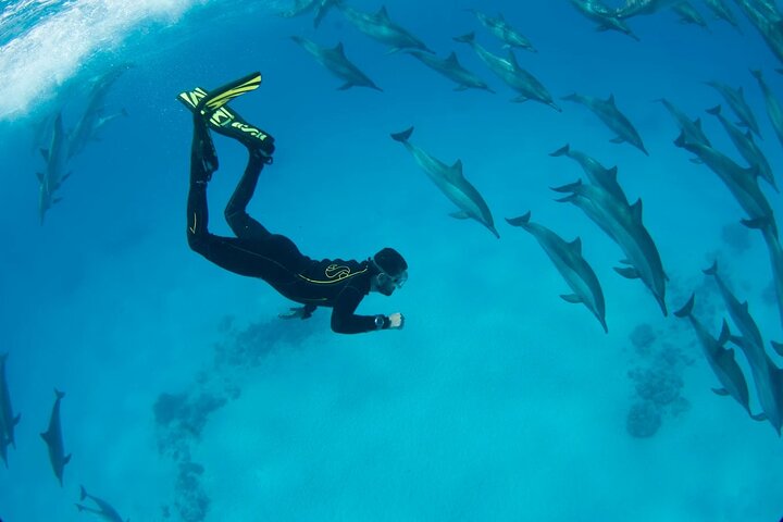 Dolphin House Sataya Reef Snorkeling Cruise from Marsa Alam