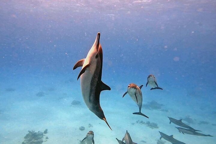 Dolphin House Sataya Reef Snorkeling Cruise from Marsa Alam