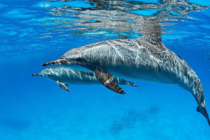 Dolphin House Sataya Reef Snorkeling Cruise from Marsa Alam