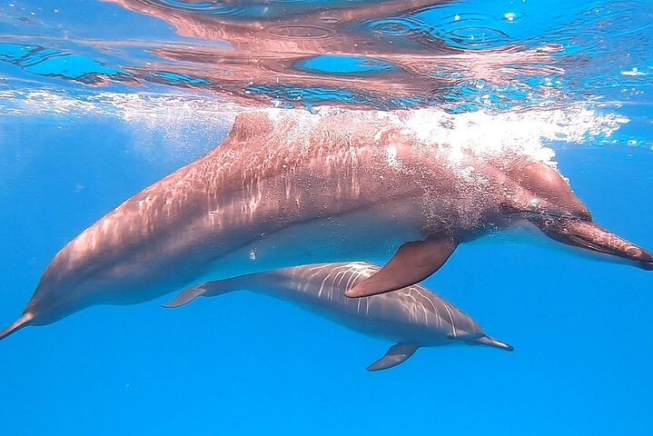 Dolphin House Sataya Reef Snorkeling Cruise from Marsa Alam