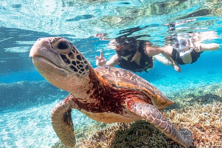 Okinawa Miyako Sea turtle Snorkeling Free Pick up and Drop off