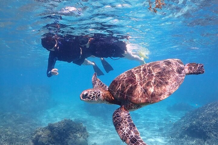Okinawa Miyako Sea turtle Snorkeling Free Pick up and Drop off