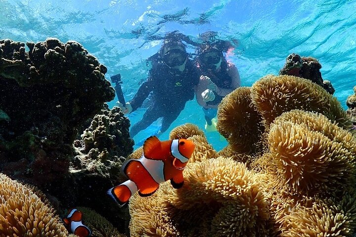 Okinawa Miyako Sea turtle Snorkeling Free Pick up and Drop off