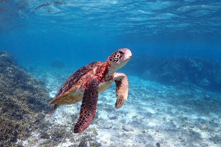 Okinawa Miyako Sea turtle Snorkeling Free Pick up and Drop off