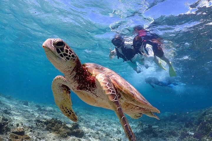 Okinawa Miyako Sea turtle Snorkeling Free Pick up and Drop off
