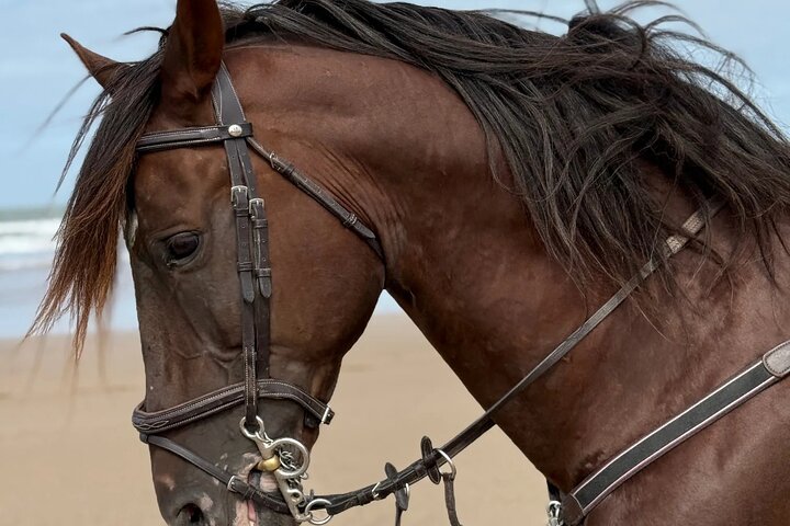 Horseback Riding in Essaouira - Essaouira HorseRiding