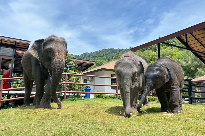 Half Day Highlights Koh Samui Tour