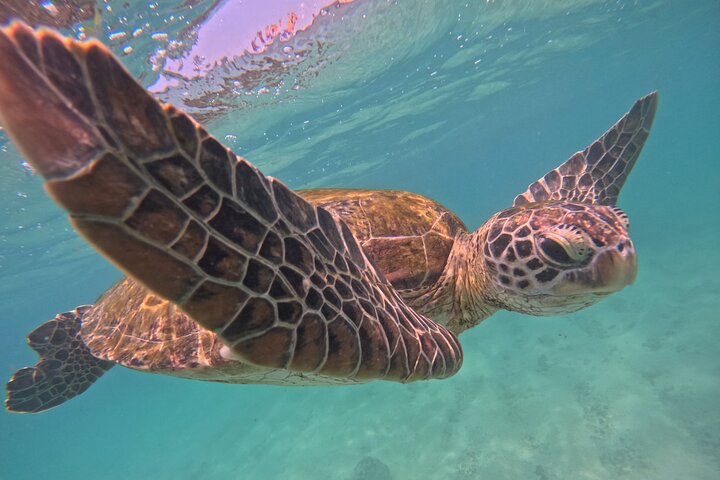 Mirissa Unforgettable Snorkeling Experience with Turtles