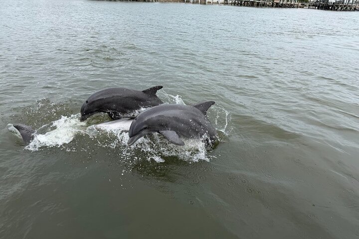 Dolphin and Wildlife Adventure of St. Augustine